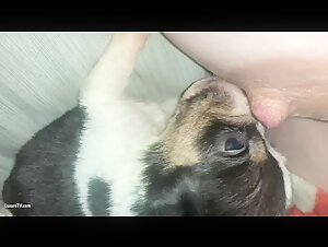 Video of extreme zoophilia: a dog satisfies his desires