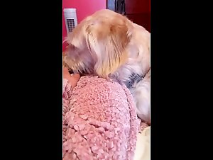 Animalsex Fucking At Its Climax