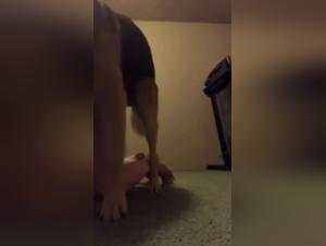 Domination canine et jouissance brute