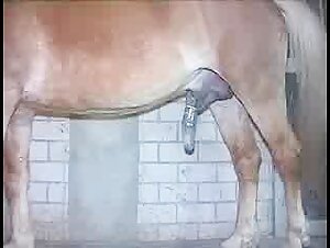 Cum and Intense Pleasure: A Woman and a Horse in a Zoophilia Video