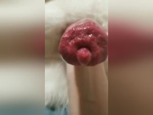 Women, Dogs, Forbidden Delights