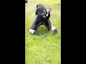 Dog Cum: Bestial Delight