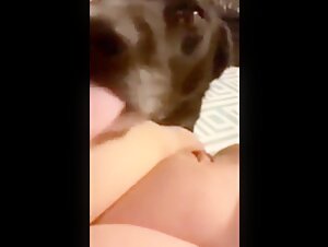 Dog sex video