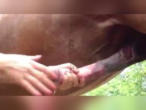 Discover the Irresistible Attraction: Powerful Horses and Incandescent Desires