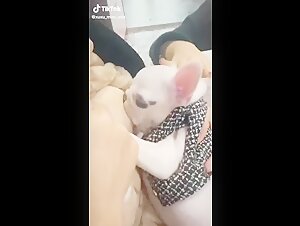 Bestiality sex video with an Asian woman and her dog
