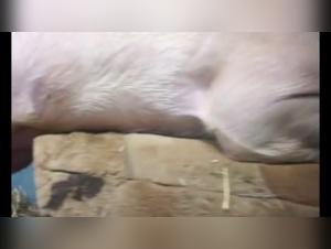 zoophilia scene with a pig