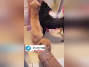 Erotic Collection: Female Submission and Canine Instinct