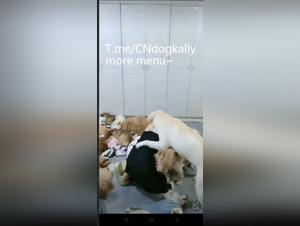 Unveiling the Raw Delights of a Gangbang with a Dog