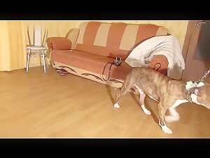 Bestialitat-Sexvideo: unterwurfiger Hund und Domina-Herrin