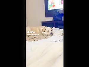 Discover Zoophilia Videos Featuring Dogs
