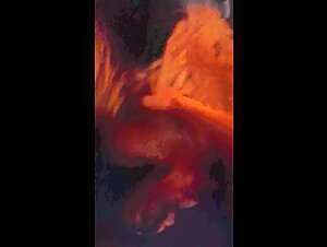 Sex with dog: an extreme bestiality experience