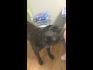 Bestiality Video: An Extreme Sexual Experience