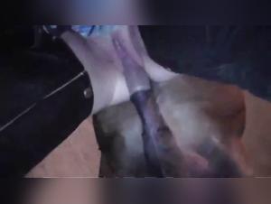 Sultry scenes of canine domination and forbidden desire