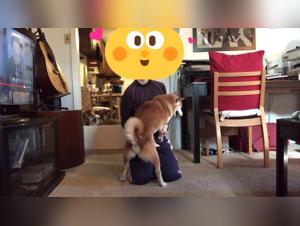 Asian sluts and dogs: animal enjoyment without limits