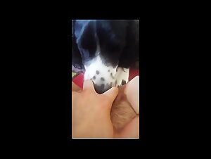 Dog sex videos: the new trend on Zootube and Animalporn
