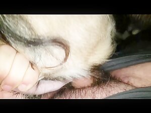 Hardcore Zoophilia Video with a Man and a Goat