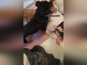 Blowjob for a dog