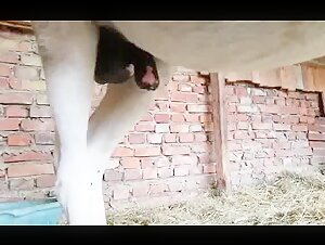 Discover the Biggest and Erect Horse Sex