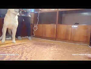 Extreme zoophilia video: Watch this woman fuck with her dog