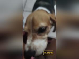 Explore Obsession: Canine Kisses and intense pleasure