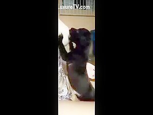 Bestiality sex video with dog