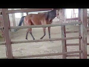 A Tale of Zoophilia and Extreme Attractions