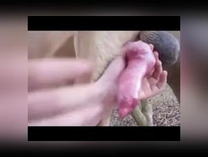 02: Total abandonment, bestial enjoyment in its purest form