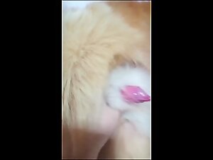 An intense zoophilia video for lovers of extreme animal sex.