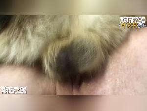 Hardcore Zoophilia: Russian Teen Submissive to Dog