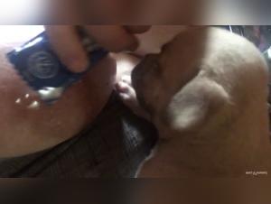 Canine Obsession: Feminine Beauty under the Animal Yoke