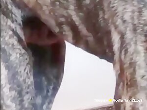 Discover the Best Videos of Bestiality and Sex with Dogs