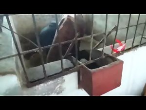Bestiality Hardcore with a Russian Woman and a Horse