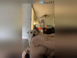 fiery dog   ,less animal enjoyments