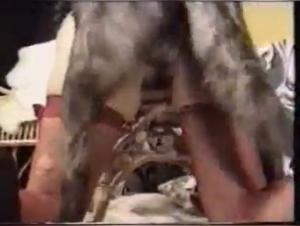 Slut ridden by a Dog