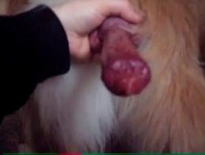 Wild and uncontrollable fucking: A cat gives in to sexual fury in ZooSkool