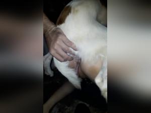 Hundeverletzungen, Hardcore -Ablehnungsszenen