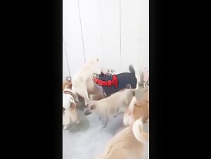 Shocking and Forbidden Bestiality Scenes