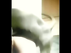 Videos of women and dogs in intimate situations