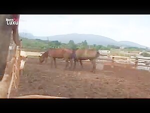 Zoophilia video with a horse