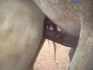 Horse Domination and Desiring Women