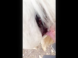 Bestiality Video: Discover Ecstasy