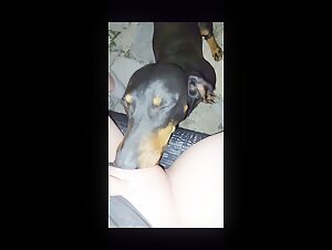 Dog Sex Video: Watch This Shocking Bestiality Scene