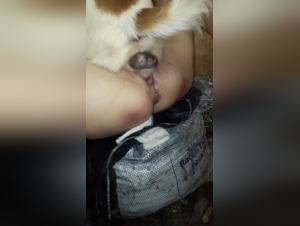 Salavisons, hugs and orgies with ruthless dogs