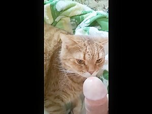 Vidéo de zoophilie avec un chat