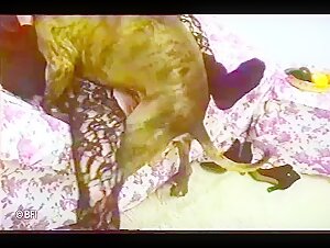 Rediscover the ZooBook series with hard and extreme sex scenes