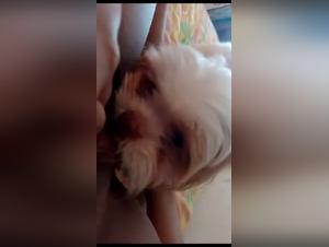 BestIal Delights: Amigo, dog and insacted impulses