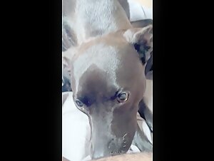 Video de sexo bestial: BBW y su perro