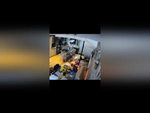 Primal Instincts Caught on Film