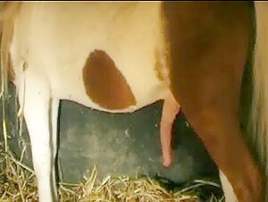 Bestiality Video: An Exciting Experience
