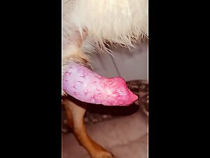 Hard sex video with a dog